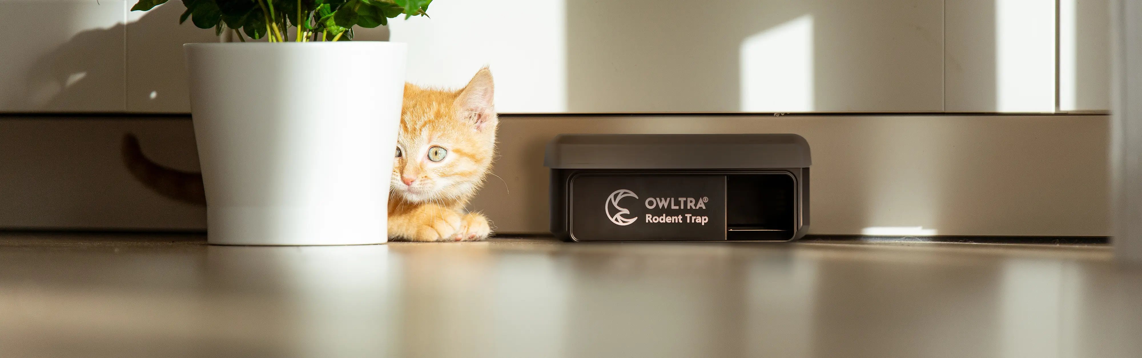 Spring & Summer Mouse Control: How to Keep Mice Out of Your Home in Warm Weather