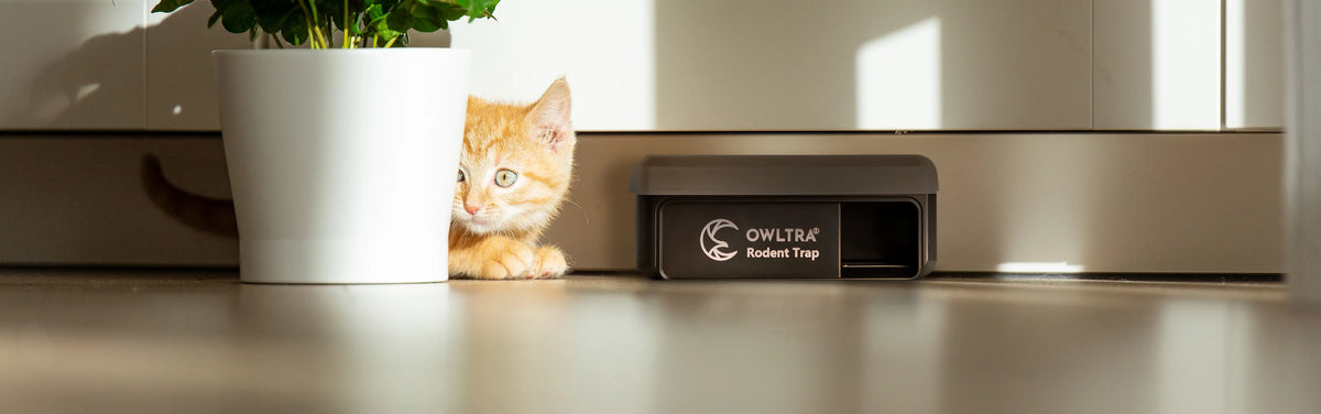 Spring & Summer Mouse Control: How to Keep Mice Out of Your Home in Wa
